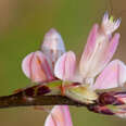 orchid mantis bug