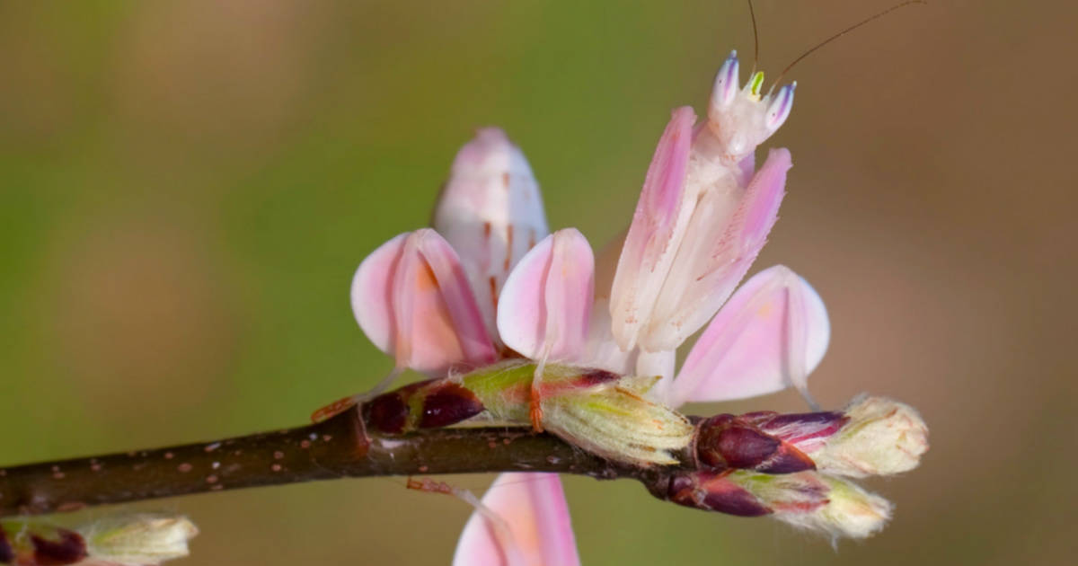 insect that looks like flower