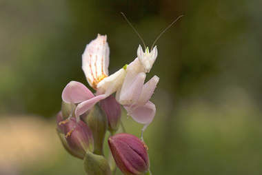 Meet The Orchid Mantis A Bug That Looks Just Like A Flower The Dodo