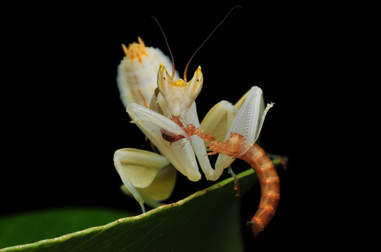 Meet The Orchid Mantis A Bug That Looks Just Like A Flower The Dodo