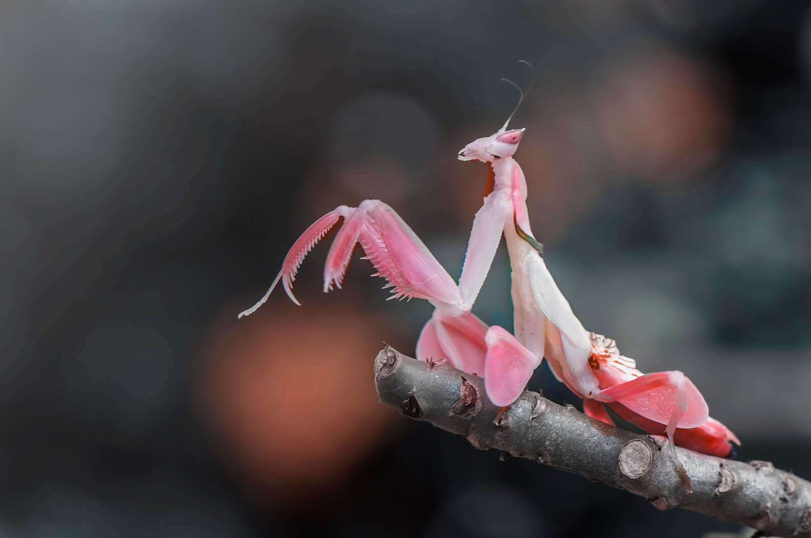 Mantis Female Insect Meet The Orchid Mantis — A Bug That Looks Just Like A Flower - The Dodo