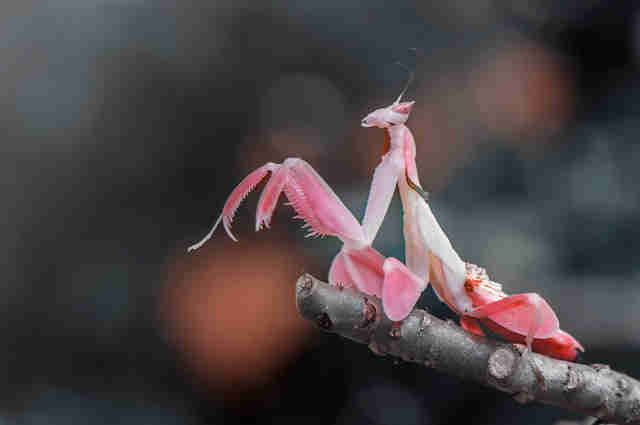 Meet The Orchid Mantis — A Bug That Looks Just Like A Flower - The Dodo