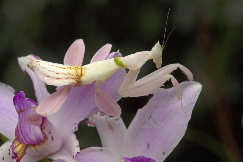 insect that looks like flower