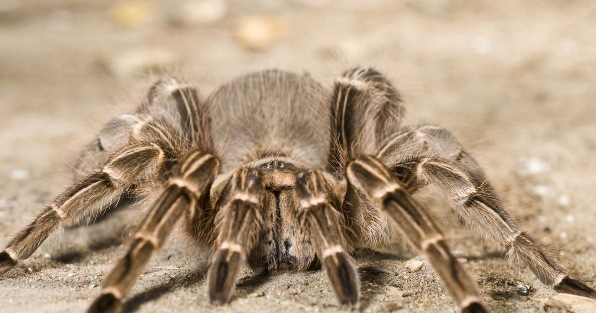 Thieves Steal 7,000 Bugs From Philadelphia Insectarium - Thrillist