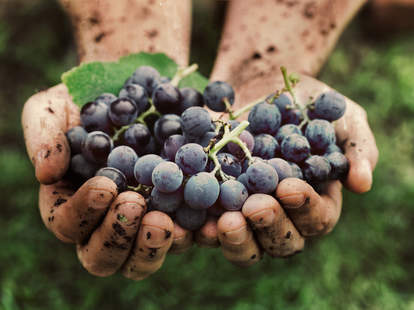 dirty hands holding grapes