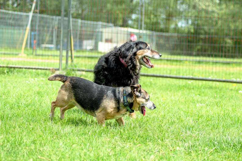 senior dog best friends