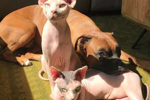 Hairless Cats Team Up To Annoy Their Favorite Dog 