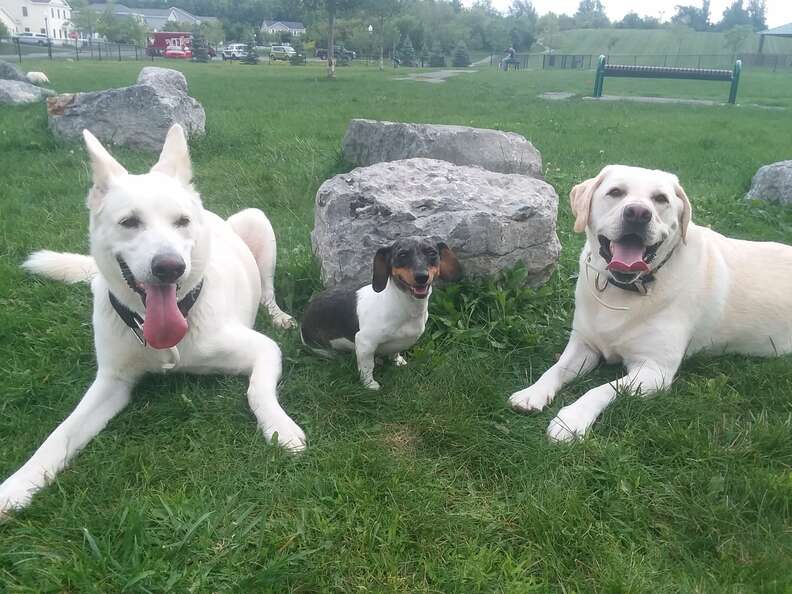 Molly with her two rescue dog siblings