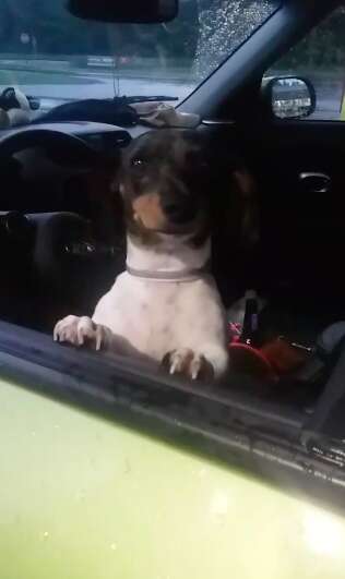 Molly the dachshund abandoned in SPCA parking lot