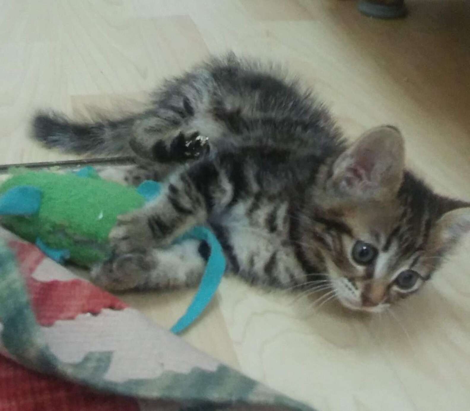 Stranded Kitten Cyclist Finds Stranded Kitten And Carries Her To Safety In His Shirt ...