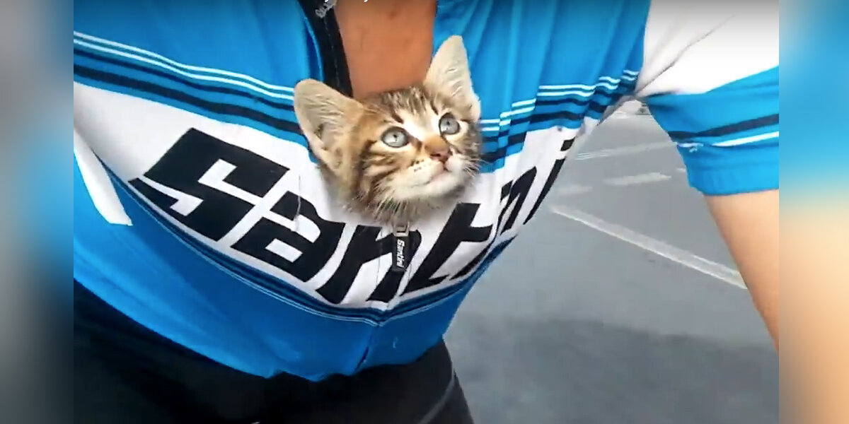 Stranded Kitten Cyclist Finds Stranded Kitten And Carries Her To Safety In His Shirt ...