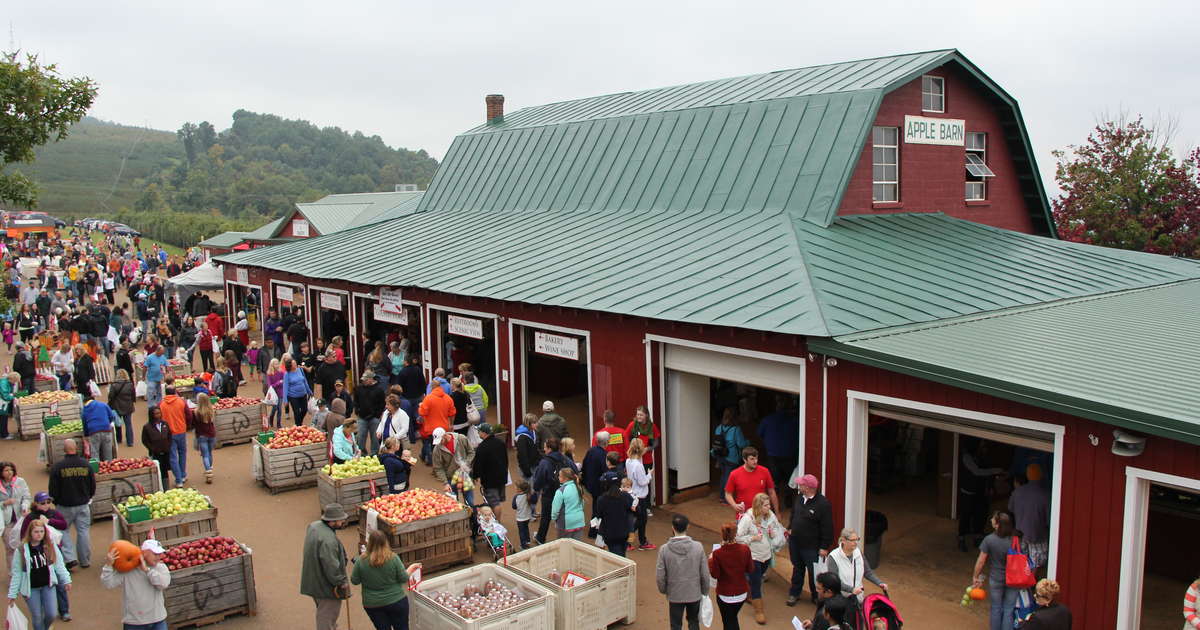Best Apple Picking in Virginia Apple Farms and Orchards to Visit This