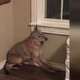 Timid coyote intruder in Oklahoma home