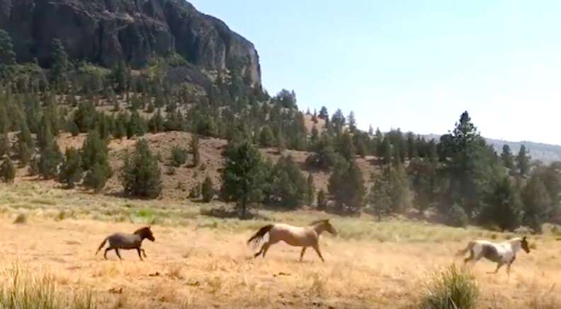 Mini hinny leading group of wild mustangs