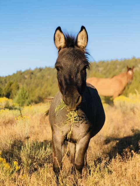 Mini hinny saved from kill pen at Oregon sanctuary