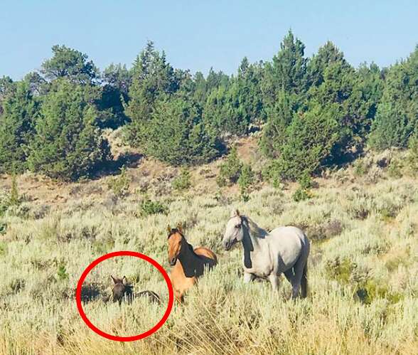 Rescued mini mule who thinks he's a wild horse