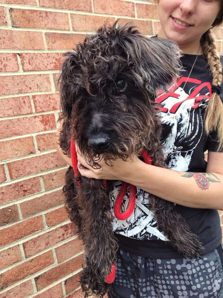 Oreo the senior dog found tied to a pole in a Richmond, Virginia neighborhood