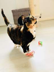 cat at shelter for 200 days