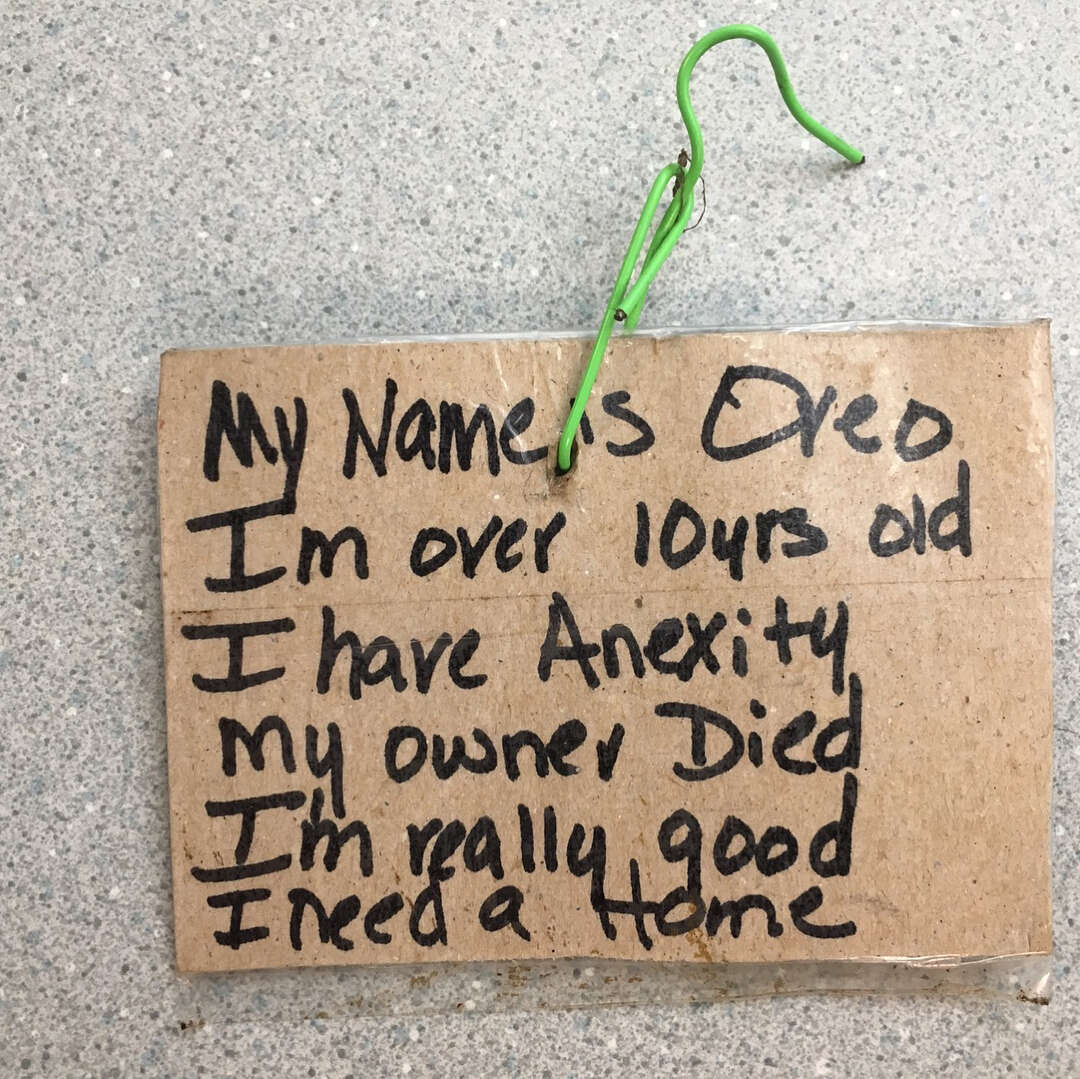 A note tied to Oreo the dog's collar