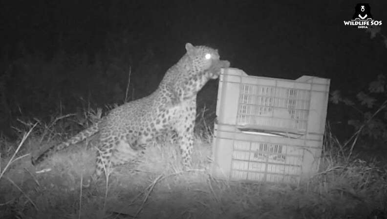 Mother leopard cub pawing at box