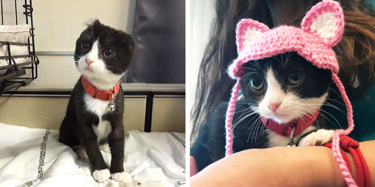 Foster Mom Knits Perfect Hat For Abused Kitten Who Lost Her Ears - The Dodo