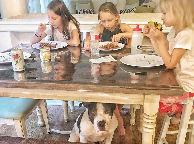 duke dog north carolina begging for food