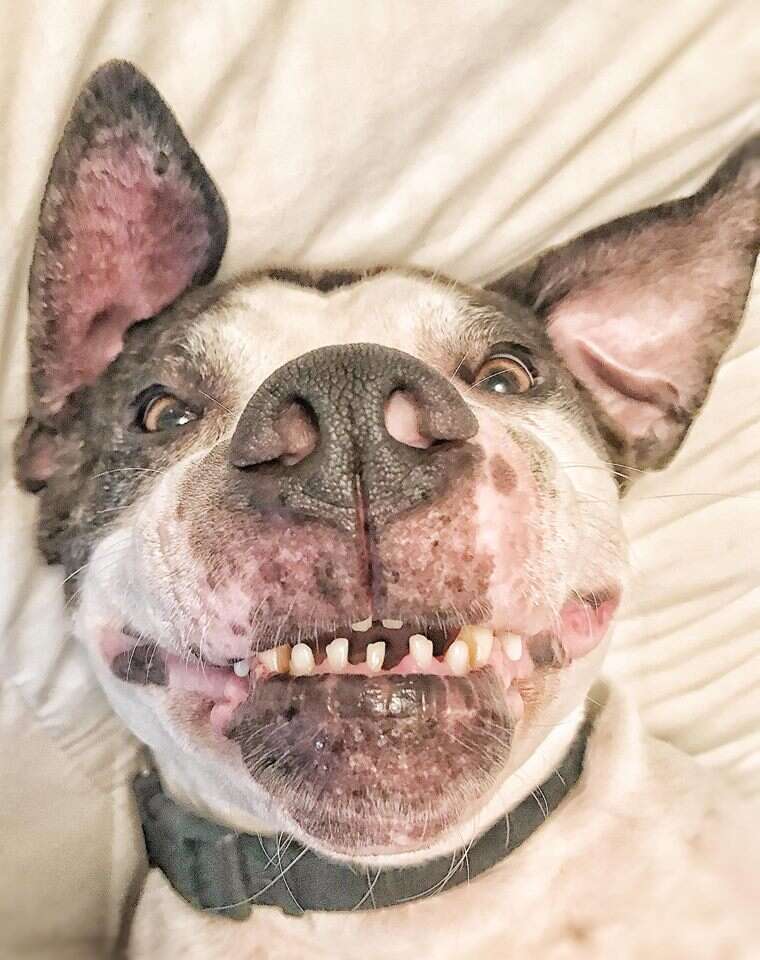 duke american bulldog north carolina