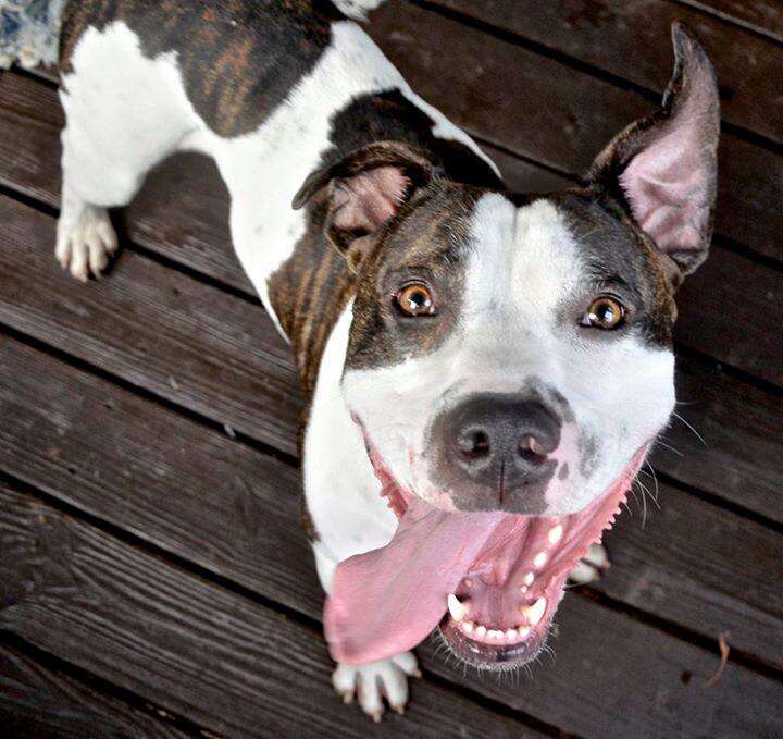 duke american bulldog north carolina
