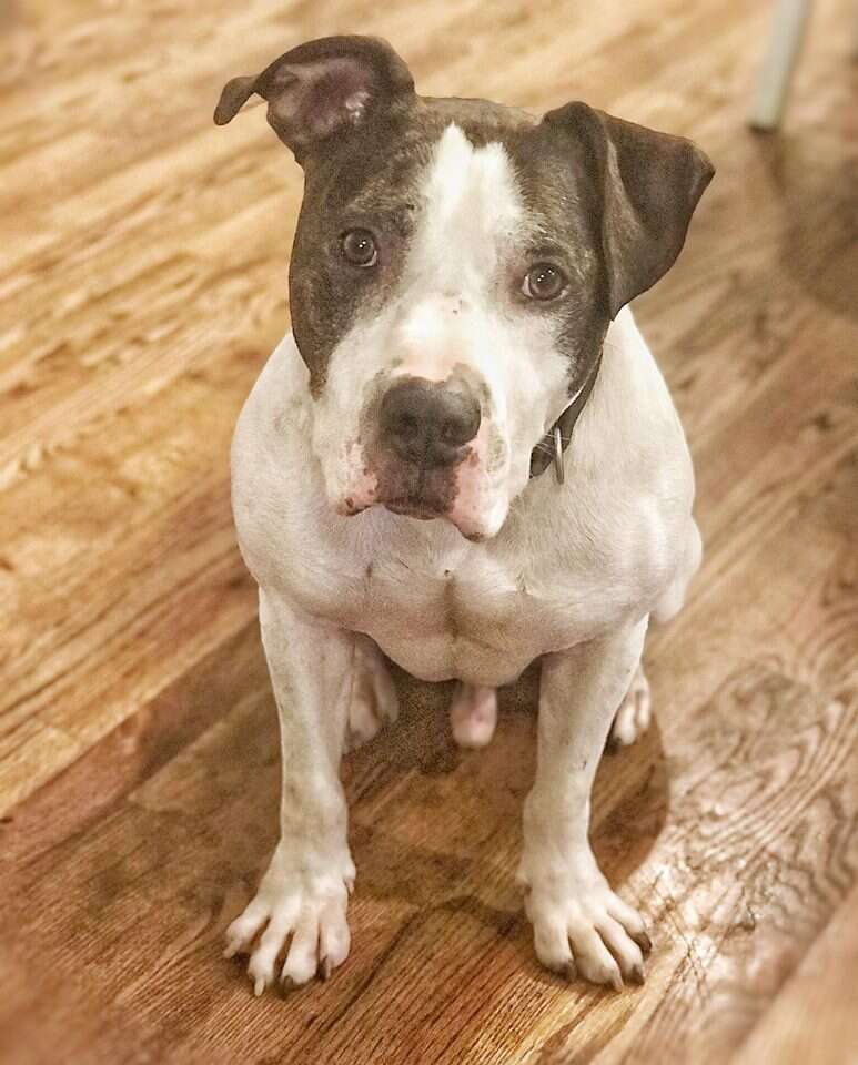 duke american bulldog north carolina