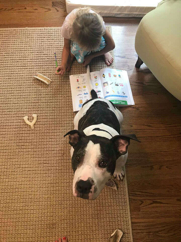 duke north carolina american bulldog