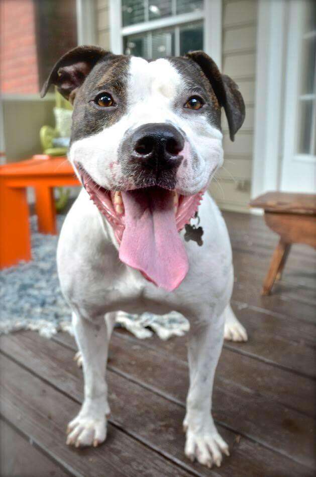 duke north carolina american bulldog