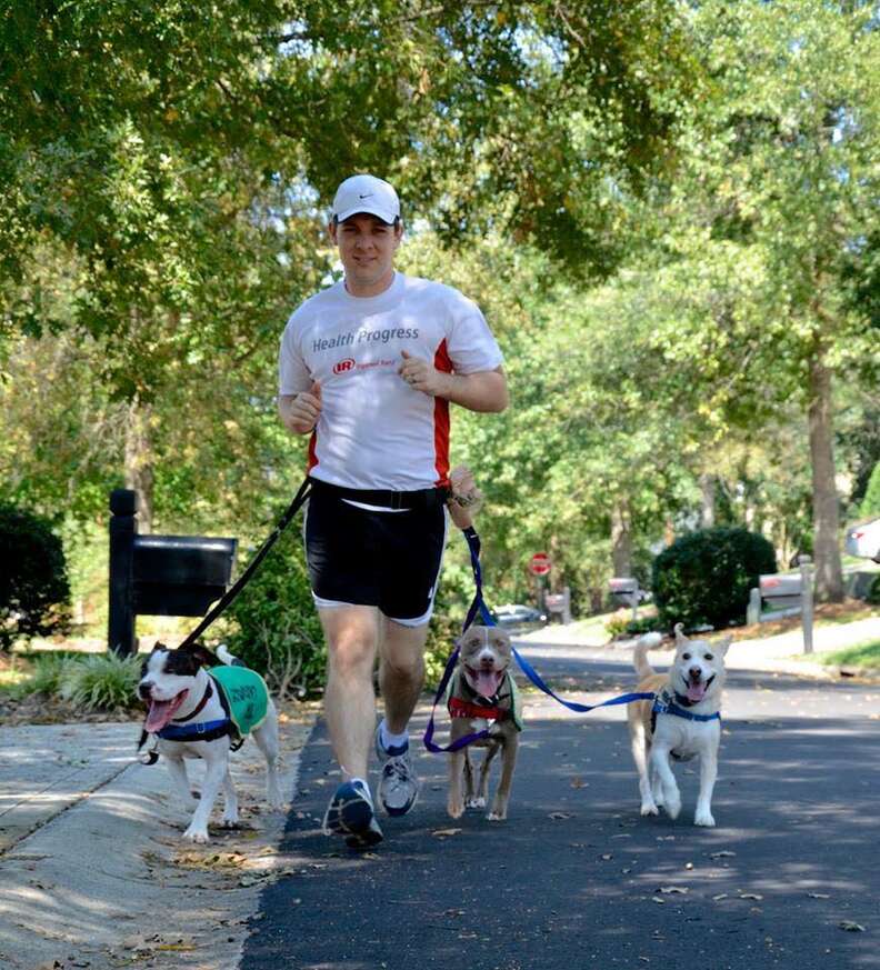 duke american bulldog running