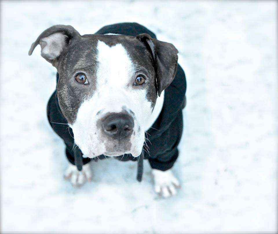 duke american bulldog north carolina