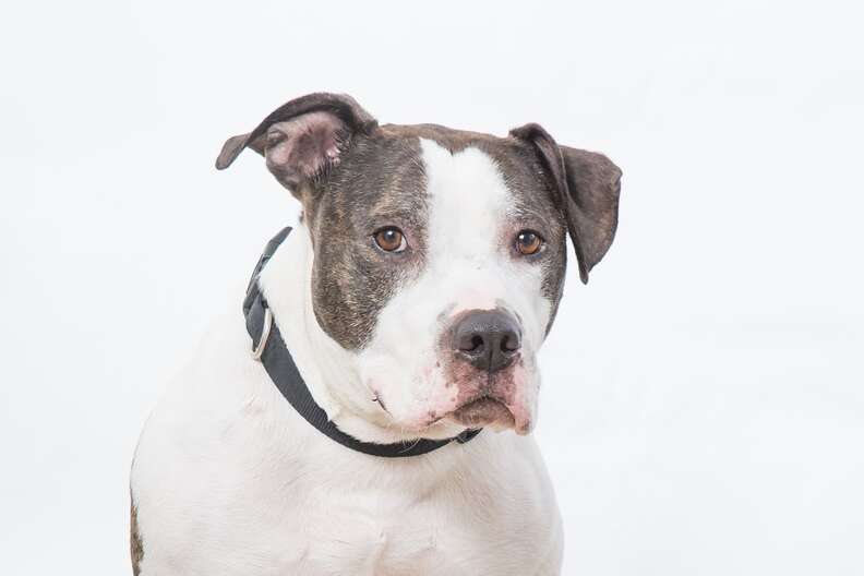 duke north carolina dog
