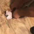 Man Saves Drowning Cat Under Floorboards