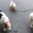  Rescue Duck Would Do Anything To Be Like The Dogs 