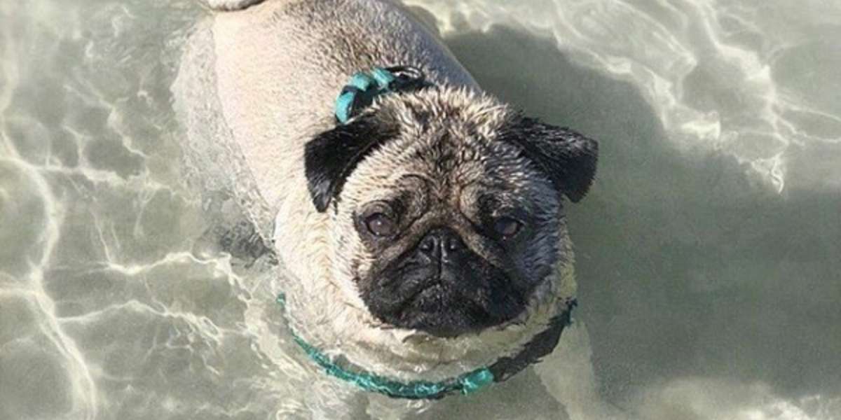 Pug LOVES To Swim - Videos - The Dodo