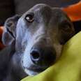 Rescue Greyhound's So Happy To Race Around His New House