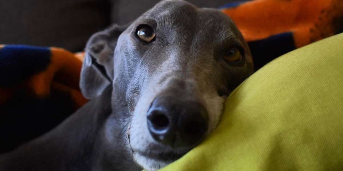 Rescue Greyhound's So Happy To Race Around His New House Videos The