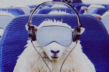 sheep sleepy