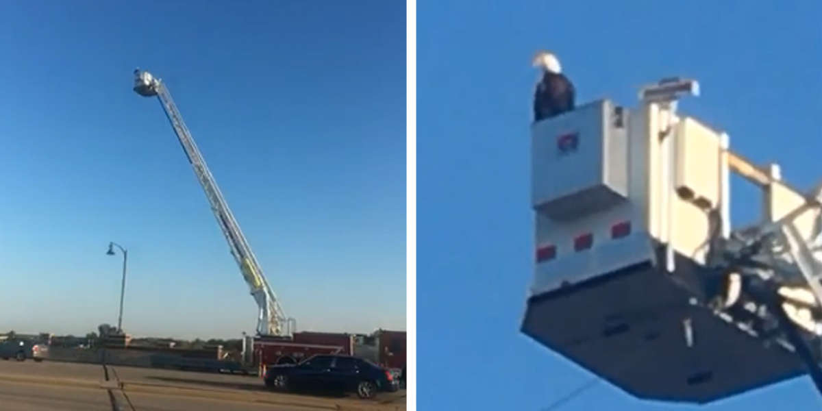 Bald Eagle Lands On Fire Truck During 9/11 Memorial Ceremony - The Dodo