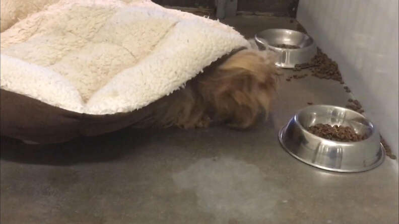 Dogs hiding beneath dog beds