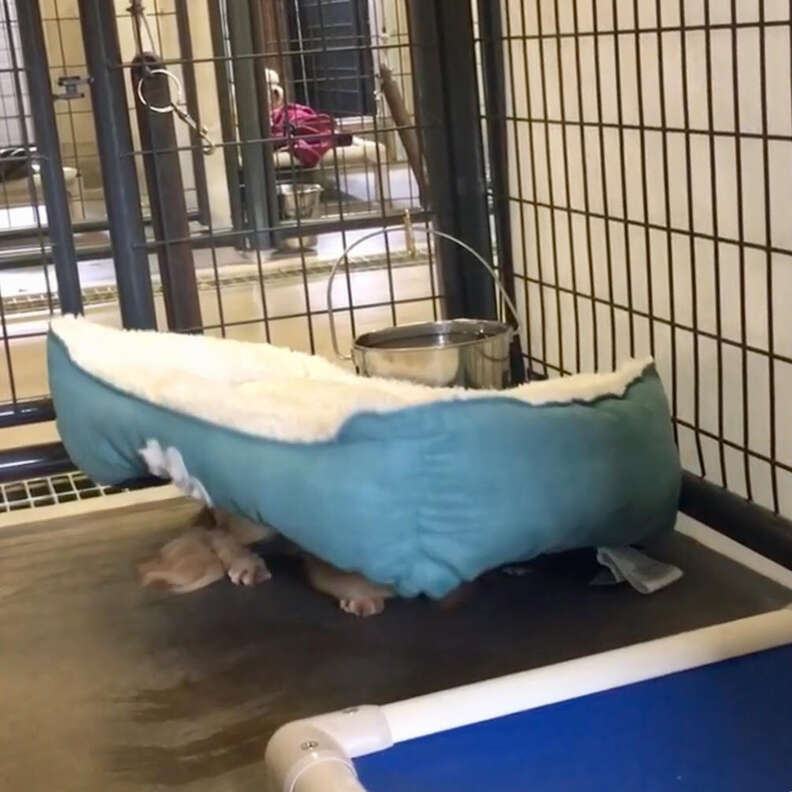 Shelter dogs hiding beneath their beds