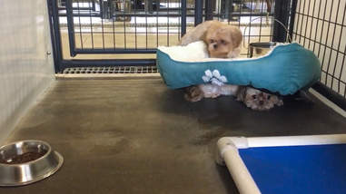 Shelter dogs hiding beneath bed