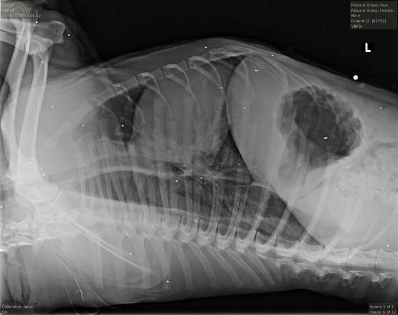 X-ray showing pellets in dog's body
