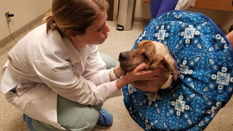 Vet comforting dog in clinic