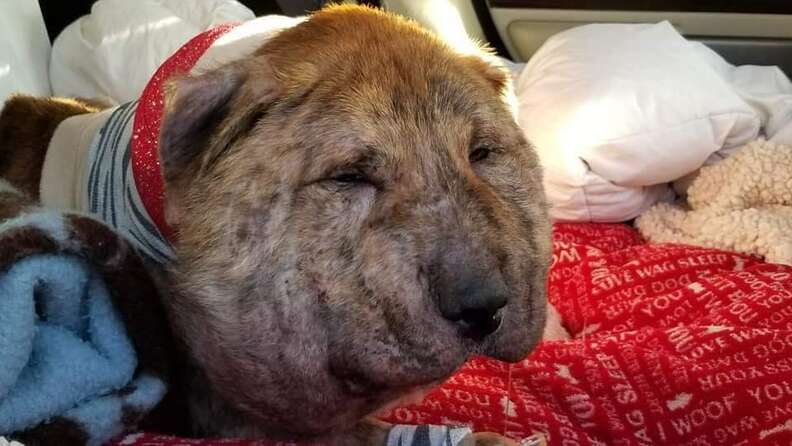 Dog with swollen head lying on blankets