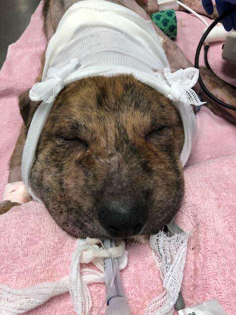 Dog with swollen head at vet clinic