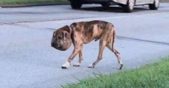 Dog with swollen head running down street