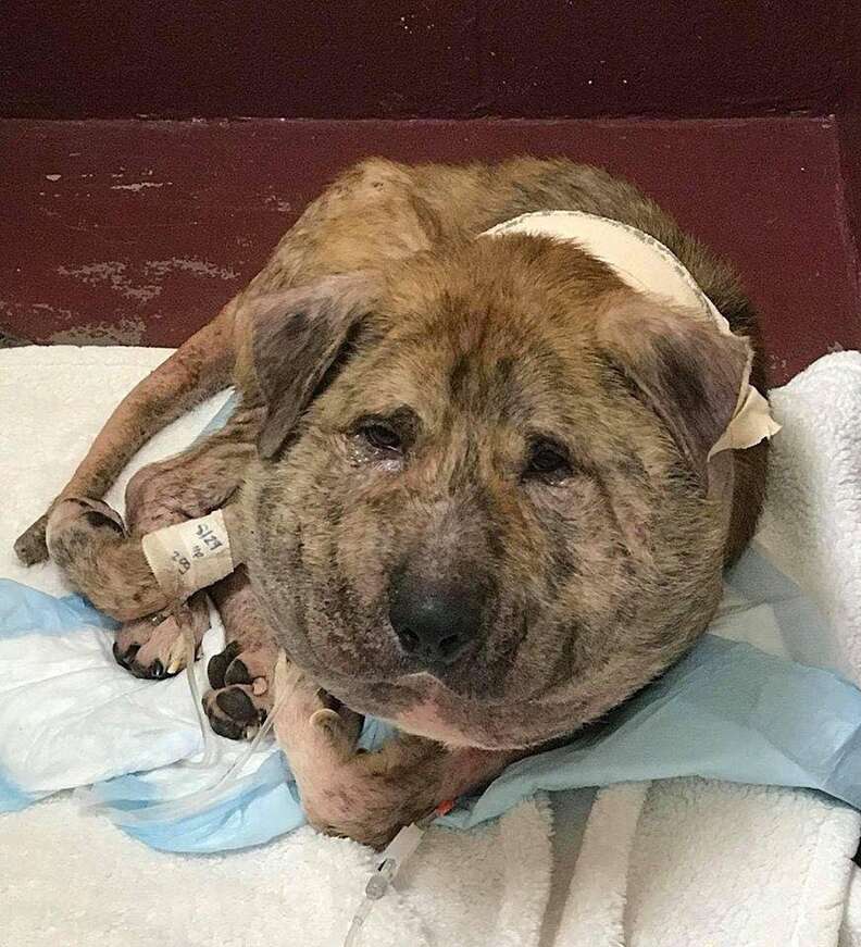 Dog with swollen head at vet clinic